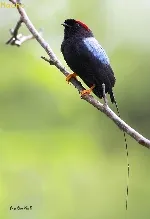 Chiroxiphia linearis